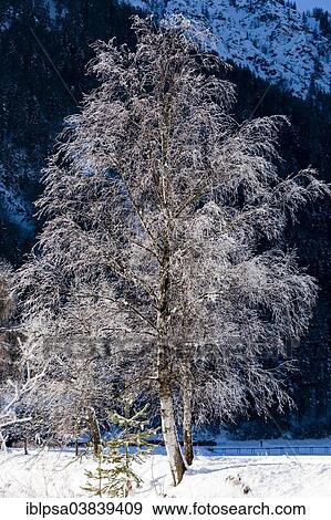 Stock Photo - "Birch tree covered with hoarfrost, North Tyrol, Austria, Europe". Fotosearch