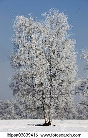 "Birch tree covered with hoarfrost, North Tyrol, Austria, Europe" View Large Photo Image Stock Photography - "Birch tree covered with hoarfrost, North Tyrol, Austria, Europe". Fotosearch