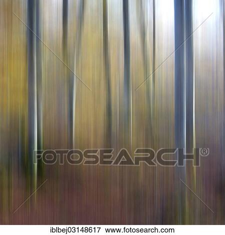 "Birch trees, abstract, blurred, Auvergne, France, Europe" View Large Photo Image Stock Photo - "Birch trees, abstract, blurred, Auvergne, France, Europe". Fotosearch