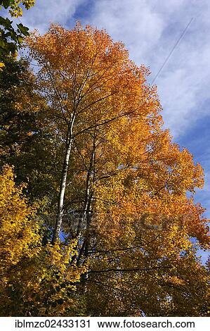 "Birch trees (Betula) in autumn colours, Algersdorf, Franconian Switzerland, Middle Franconia, Bavaria, Germany, Europe, PublicGround, Europe" View Large Photo Image Stock Image - "Birch trees (Betula) in autumn colours, Algersdorf, Franconian Switzerland, Middle Franconia, Bavaria, Germany, Europe, PublicGround, Europe". Fotosearch