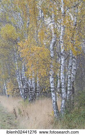 "Birch trees (Betula pendula) in the fall, Heseper Moor, Emsland, Lower Saxony, Germany, Europe" View Large Photo Image Stock Photograph - "Birch trees (Betula pendula) in the fall, Heseper Moor, Emsland, Lower Saxony, Germany, Europe". Fotosearch