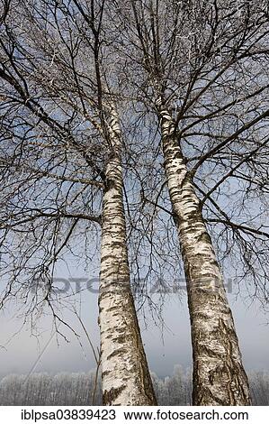 "Birch trees covered with hoarfrost, North Tyrol, Austria, Europe" View Large Photo Image Stock Image - "Birch trees covered with hoarfrost, North Tyrol, Austria, Europe". Fotosearch