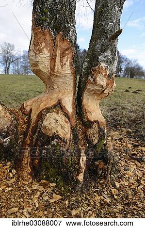 "Birch trees gnawed by a beaver, Uffing, Oberbayern, Bavaria, Germany, Europe" View Large Photo Image Stock Photo - "Birch trees gnawed by a beaver, Uffing, Oberbayern, Bavaria, Germany, Europe". Fotosearch