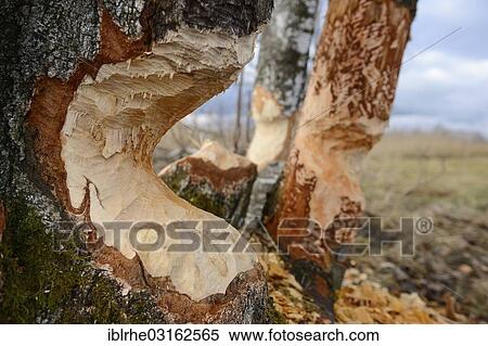 "Birch trees gnawed by a beaver, Uffing, Oberbayern, Bavaria, Germany, Europe" View Large Photo Image Stock Photography - "Birch trees gnawed by a beaver, Uffing, Oberbayern, Bavaria, Germany, Europe". Fotosearch