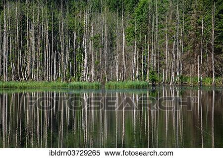 Stock Photography - "Birch trees reflected in an unnamed lake, near Galkowo, Warmian-Masurian Voivodeship or Warmia-Masuria Province, Poland, Europe". Fotosearch