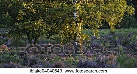 "Birch with flowering heather in the evening light, Wahn Heath, North Rhine-Westphalia, Germany, Europe" View Large Photo Image Stock Image - "Birch with flowering heather in the evening light, Wahn Heath, North Rhine-Westphalia, Germany, Europe". Fotosearch
