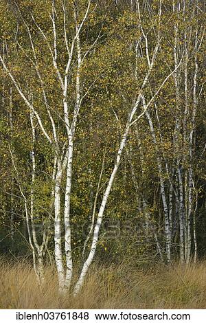 "Birches (Betula pendula) in autumn, Bargerveen, Zwartemeer, Provinz Drenthe, Niederlande, Zwartemeer, Drenthe Province, The Netherlands, Europe" View Large Photo Image Stock Photo - "Birches (Betula pendula) in autumn, Bargerveen, Zwartemeer, Provinz Drenthe, Niederlande, Zwartemeer, Drenthe Province, The Netherlands, Europe". Fotosearch