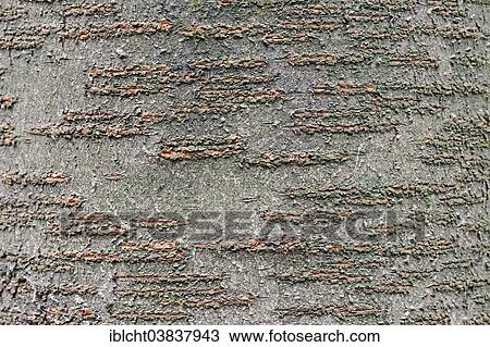 "Bird cherry (Prunus avium), bark, North Rhine-Westphalia, Germany, Europe" View Large Photo Image Stock Image - "Bird cherry (Prunus avium), bark, North Rhine-Westphalia, Germany, Europe". Fotosearch