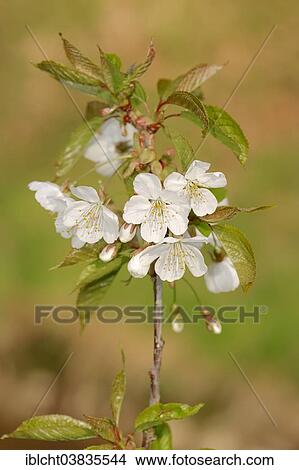 "Bird cherry (Prunus avium), twig with flowers, North Rhine-Westphalia, Germany, Europe" View Large Photo Image Picture - "Bird cherry (Prunus avium), twig with flowers, North Rhine-Westphalia, Germany, Europe". Fotosearch
