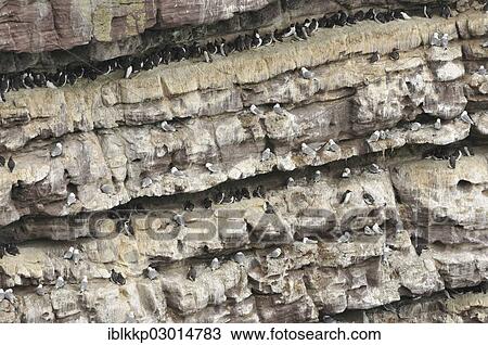 Stock Image - "Bird cliffs, steep cliff covered with nesting birds, Guillemots (Uria sp. ) and Razorbills (Alca torda), Handa Island, Scotland, United Kingdom, Europe". Fotosearch