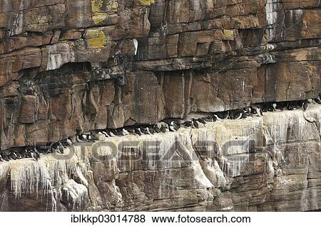 "Bird cliffs, steep cliff covered with nesting birds, Guillemots (Uria sp. ) and Razorbills (Alca torda), Handa Island, Scotland, United Kingdom, Europe" View Large Photo Image Stock Photo - "Bird cliffs, steep cliff covered with nesting birds, Guillemots (Uria sp. ) and Razorbills (Alca torda), Handa Island, Scotland, United Kingdom, Europe". Fotosearch