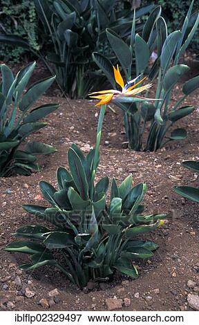 Bird of Paradise (Strelitzia reginae) View Large Photo Image Stock Photo - Bird of Paradise (Strelitzia reginae). Fotosearch