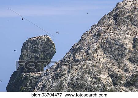 "Bird Rock, The Shag Rocks, group of islands in the South Atlantic Ocean, South Georgia and the South Sandwich Islands, United Kingdom, Antarctica" View Large Photo Image Stock Photo - "Bird Rock, The Shag Rocks, group of islands in the South Atlantic Ocean, South Georgia and the South Sandwich Islands, United Kingdom, Antarctica". Fotosearch