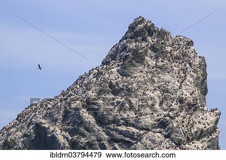 "Bird Rock, The Shag Rocks, group of islands in the South Atlantic Ocean, South Georgia and the South Sandwich Islands, United Kingdom, Antarctica" View Large Photo Image Stock Photo - "Bird Rock, The Shag Rocks, group of islands in the South Atlantic Ocean, South Georgia and the South Sandwich Islands, United Kingdom, Antarctica". Fotosearch