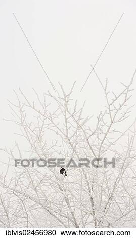 Bird sitting in frosty tree View Large Photo Image Stock Image - Bird sitting in frosty tree. Fotosearch