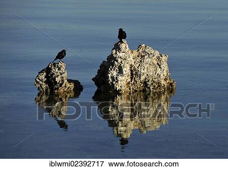 "Birds and shore flies (Ephydra hians), Tufa Rocks, calc-tuff rock formationss, Mono Lake, a saline soda lake, South Tufa Area, Mono Basin and Range region, Sierra Nevada, California, USA" View Large Photo Image Stock Photo - "Birds and shore flies (Ephydra hians), Tufa Rocks, calc-tuff rock formationss, Mono Lake, a saline soda lake, South Tufa Area, Mono Basin and Range region, Sierra Nevada, California, USA". Fotosearch