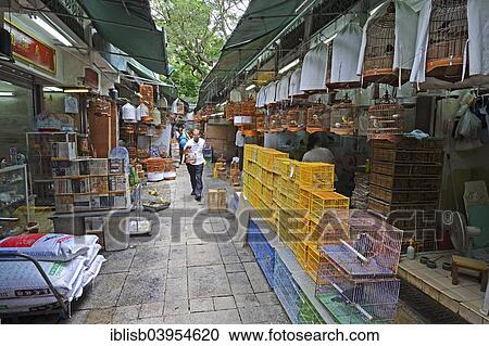 "Birds, cages and accessories on the bird market, Kowloon, Hong Kong, China, Asia" View Large Photo Image Stock Image - "Birds, cages and accessories on the bird market, Kowloon, Hong Kong, China, Asia". Fotosearch