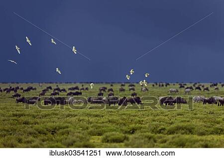 Stock Image - "Birds flocking above a grazing herd of Blue Wildebeest (Connochaetes taurinus) in front of an approaching storm, Serengeti, Tanzania, Africa". Fotosearch