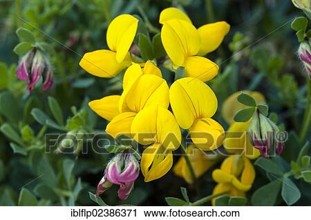 "Bird's-foot Trefoil (Lotus corniculatus), close-up of flowers, Ingleborough National Nature Reserve, Yorkshire Dales National Park, North Yorkshire, England, United Kingdom, Europe" View Large Photo Image Stock Image - "Bird's-foot Trefoil (Lotus corniculatus), close-up of flowers, Ingleborough National Nature Reserve, Yorkshire Dales National Park, North Yorkshire, England, United Kingdom, Europe". Fotosearch
