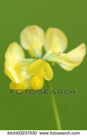 Stock Image - "Bird's-foot Trefoil or Birdfoot Deervetch (Lotus corniculatus), flower, North Rhine-Westphalia, Germany, Europe". Fotosearch