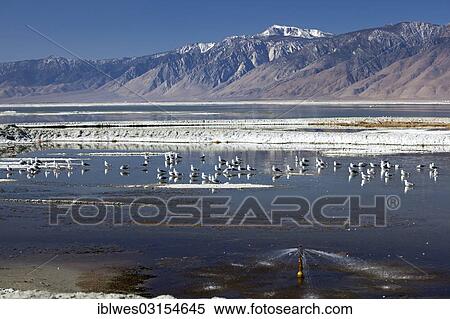 "Birds in Owens Lake, near Keeler, California, United States, North America" View Large Photo Image Stock Photography - "Birds in Owens Lake, near Keeler, California, United States, North America". Fotosearch