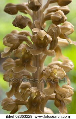 Stock Photo - "Bird's Nest Orchid (Neottia nidus-avis), Steinberg, Tyrol, Austria, Europe". Fotosearch