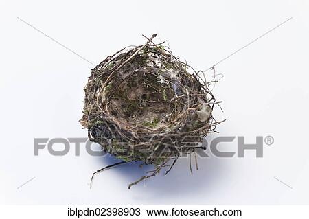 Bird's nest View Large Photo Image Stock Image - Bird's nest. Fotosearch
