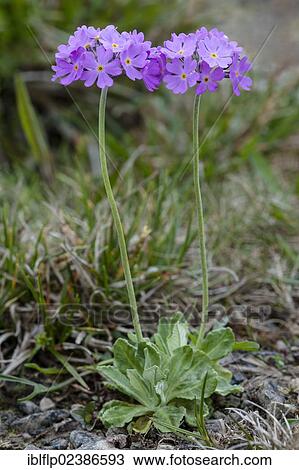 "Birdseye Primrose (Primula farinosa), flowering, growing in disused limestone quarry, Ribblehead Quarry, Ingleborough National Nature Reserve, Yorkshire Dales National Park, North Yorkshire, England, United Kingdom, Europe" View Large Photo Image Stock Image - "Birdseye Primrose (Primula farinosa), flowering, growing in disused limestone quarry, Ribblehead Quarry, Ingleborough National Nature Reserve, Yorkshire Dales National Park, North Yorkshire, England, United Kingdom, Europe". Fotosearch