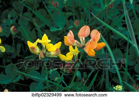 Birdsfoot Trefoil (Lotus orniculatus) flower heads View Large Photo Image Stock Photo - Birdsfoot Trefoil (Lotus orniculatus) flower heads. Fotosearch