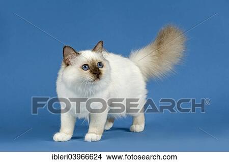 "Birman Cat, kitten, part albino, point coloration" View Large Photo Image Picture - "Birman Cat, kitten, part albino, point coloration". Fotosearch