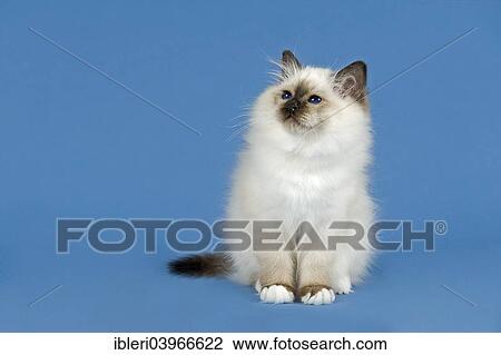 "Birman Cat, kitten, part albino, point coloration" View Large Photo Image Stock Image - "Birman Cat, kitten, part albino, point coloration". Fotosearch