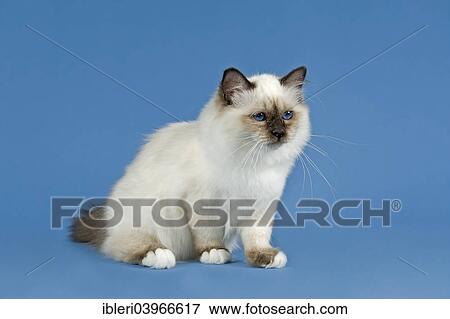 "Birman Cat, kitten, part albino, point coloration" View Large Photo Image Stock Photo - "Birman Cat, kitten, part albino, point coloration". Fotosearch