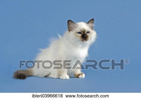 "Birman Cat, kitten, part albino, point coloration" View Large Photo Image Stock Photo - "Birman Cat, kitten, part albino, point coloration". Fotosearch
