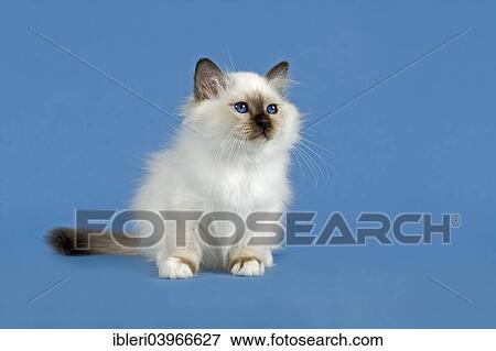 "Birman Cat, kitten, part albino, point coloration" View Large Photo Image Stock Photo - "Birman Cat, kitten, part albino, point coloration". Fotosearch