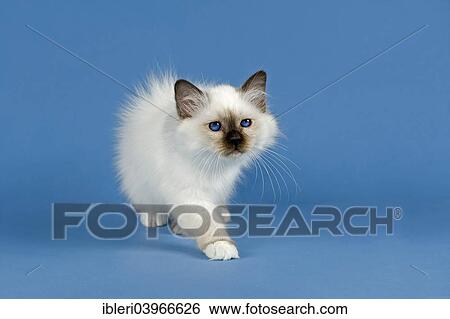 Stock Photograph - "Birman Cat, kitten, part albino, point coloration". Fotosearch