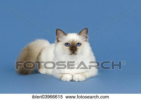 "Birman Cat, kitten, part albino, point coloration" View Large Photo Image Stock Photography - "Birman Cat, kitten, part albino, point coloration". Fotosearch