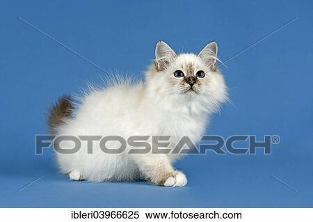 Stock Photography - "Birman Cat, kitten, part albino, point coloration". Fotosearch