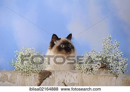 Birman cat sitting on a birch log next to baby's breath View Large Photo Image Stock Photo - Birman cat sitting on a birch log next to baby's breath. Fotosearch