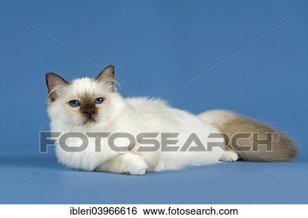 Birman Chat Chaton Partie Albinos Point Coloration Banque De Photographies Ibleri Fotosearch