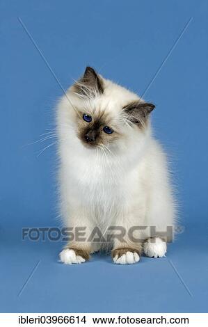 Birman Chat Chaton Partie Albinos Point Coloration Image Ibleri Fotosearch