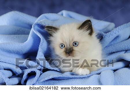 Birman kitten on a blue blanket View Large Photo Image Stock Image - Birman kitten on a blue blanket. Fotosearch