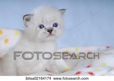 Birman kitten on a spotted blanket View Large Photo Image Picture - Birman kitten on a spotted blanket. Fotosearch