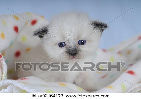 Birman kitten on a spotted blanket View Large Photo Image Stock Image - Birman kitten on a spotted blanket. Fotosearch