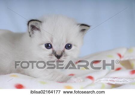 Stock Photo - Birman kitten on a spotted blanket. Fotosearch