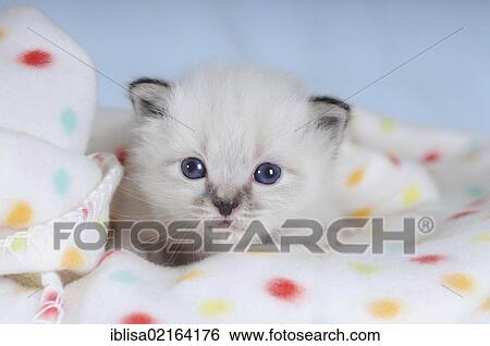 Birman kitten on a spotted blanket View Large Photo Image Stock Photograph - Birman kitten on a spotted blanket. Fotosearch