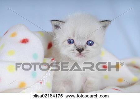 Birman kitten on a spotted blanket View Large Photo Image Stock Photography - Birman kitten on a spotted blanket. Fotosearch