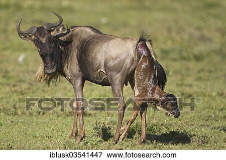 "Birth of a Blue Wildebeest (Connochaetes taurinus), Serengeti, Tanzania, Africa" View Large Photo Image Stock Photo - "Birth of a Blue Wildebeest (Connochaetes taurinus), Serengeti, Tanzania, Africa". Fotosearch