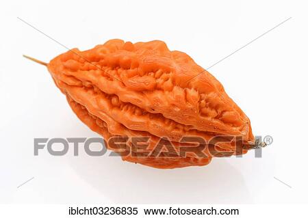 "Bitter Melon, Bitter Gourd or Bitter Squash (Momordica charantia), Bergkamen, North Rhine-Westphalia, Germany, Europe" View Large Photo Image Stock Photography - "Bitter Melon, Bitter Gourd or Bitter Squash (Momordica charantia), Bergkamen, North Rhine-Westphalia, Germany, Europe". Fotosearch