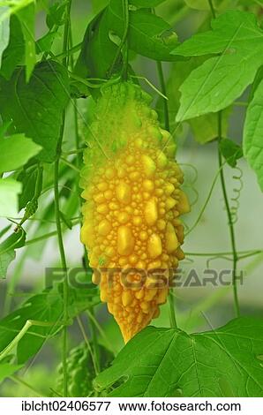 Bitter Melon or Bitter Gourd (Momordica charantia) View Large Photo Image Stock Photo - Bitter Melon or Bitter Gourd (Momordica charantia). Fotosearch