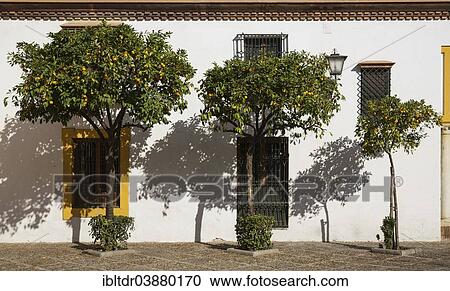 "Bitter or Seville Orange trees (Citrus x aurantium) at the Plaza de Pilatos against the facade of the mansion Casa de Pilatos, Seville, Seville province, Andalusia, Spain, Europe" View Large Photo Image Stock Image - "Bitter or Seville Orange trees (Citrus x aurantium) at the Plaza de Pilatos against the facade of the mansion Casa de Pilatos, Seville, Seville province, Andalusia, Spain, Europe". Fotosearch